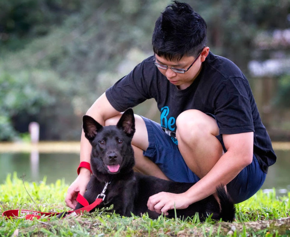 k9 matters dog trainer marcus tan conducting a dog obedience class in singapore