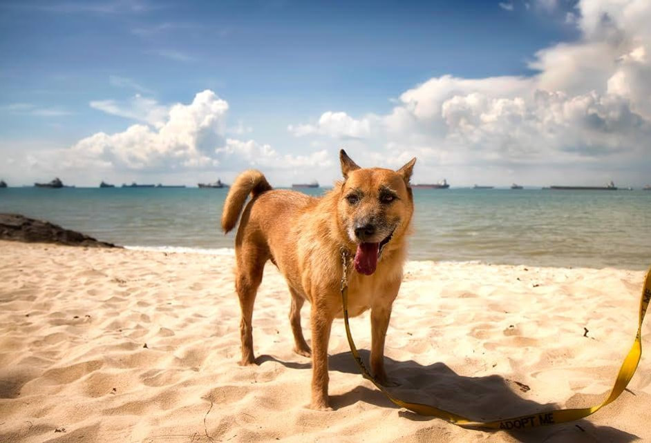 large brown dog walking on singapore east coast beach with canines matter professional dog walker guan ling