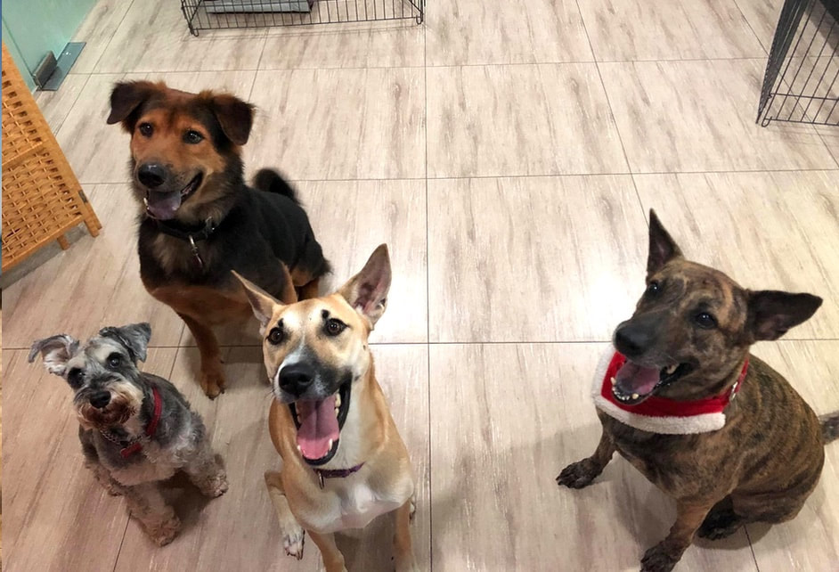 four happy dogs in canines matter a clean and safe dog boarding facility