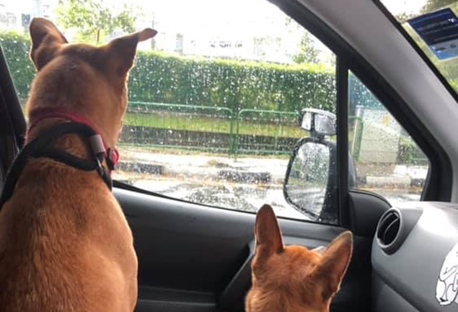 2 singapore special dogs riding a pet taxi from canines matter