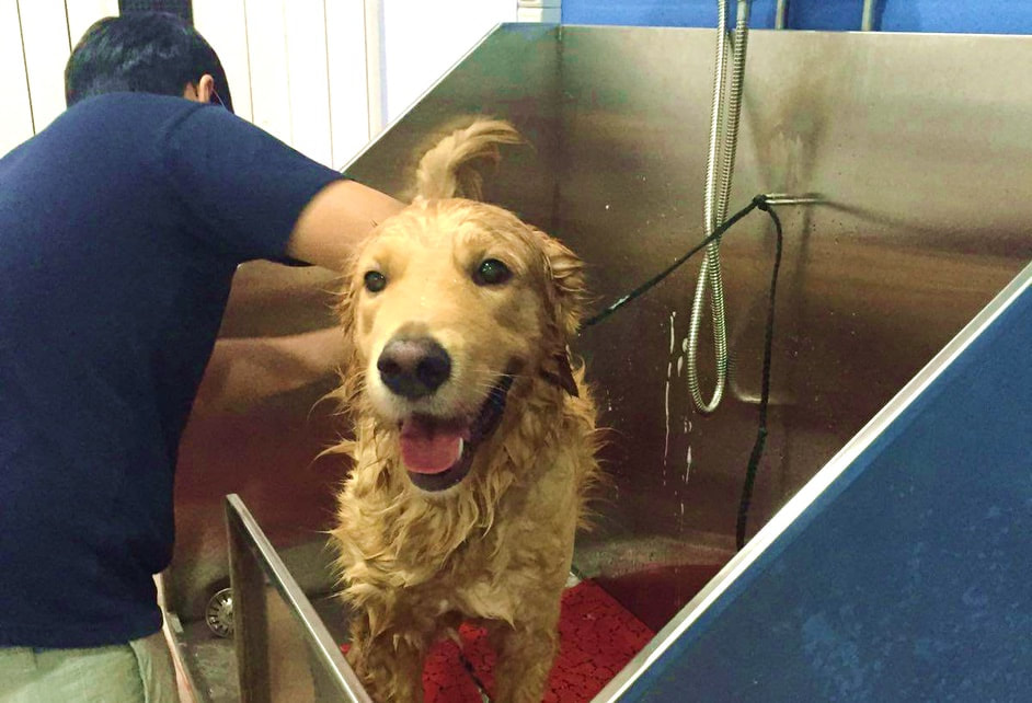 A golden retriever having a dog shower at canines matter singapore hougang