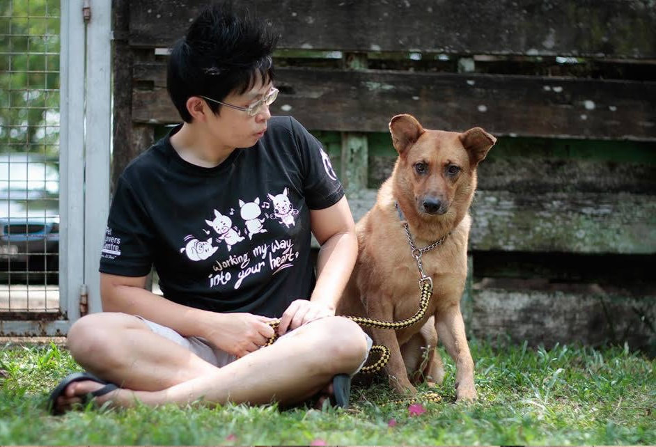 canines matter marcus tan sitting down with nina an adult rescued dog from causes for animals singapore