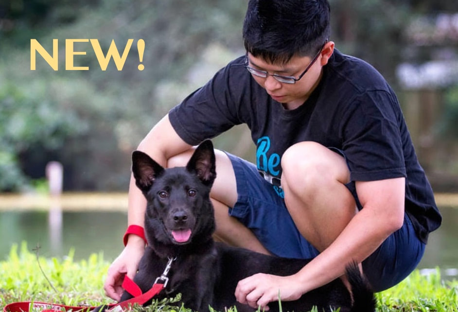 k9 expert marcus tan in a dog obedience training class with an adult singapore special dog