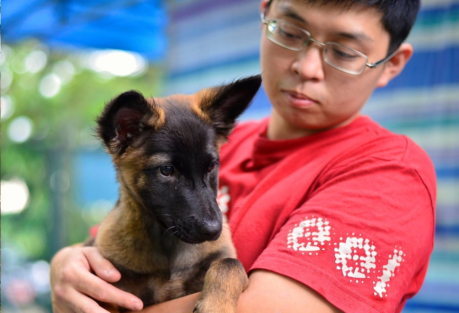 Canines matter marcus tan teaching a young rescued puppy obedience techniques in a training class singapore