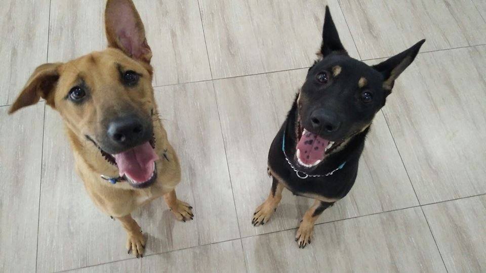 obedience training for rescued dogs in singapore